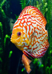 Orange and White Fish