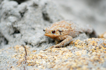 getarnter Frosch am Atlantikstrand