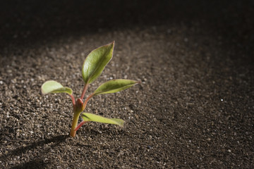Plant