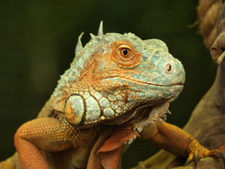 Dragon lizard with horns