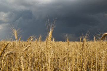 wheat field