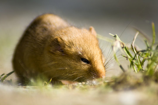 Spitzmaus