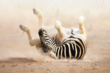 Fototapeta na wymiar Zebra rolling