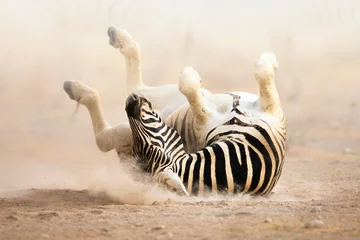 Tuinposter Zebra aan het rollen © JohanSwanepoel