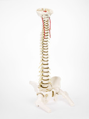 Wirbelsäule 6