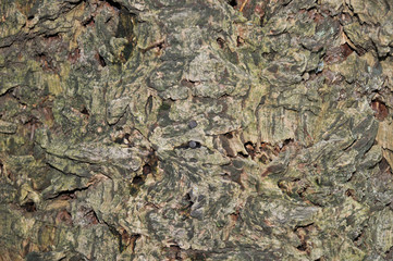 baumrinde Hintergrund