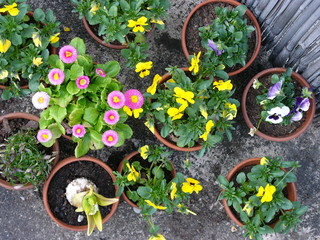 Bunte Topfpflanzen mit bunten Blüten von oben auf der Terrasse im Frühling bei Sonnenschein in...