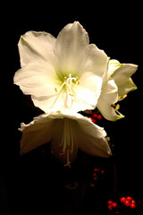 Fototapeta na wymiar weiße Blüte amaryllis