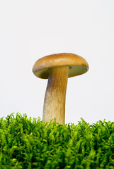 young mushroom boletus