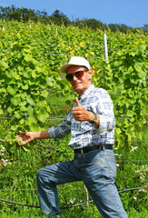 Gute Weinernte dieses Jahr