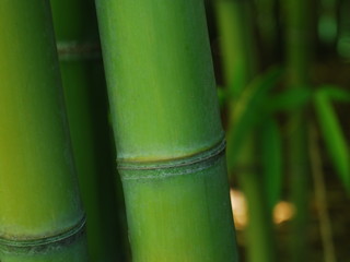 bamboo