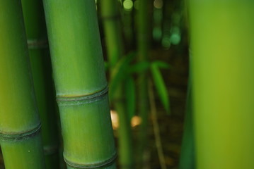 bamboo