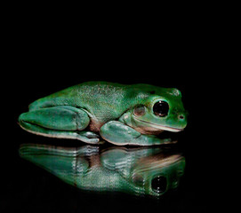 Green Tree Frog Sitting on Mirrored Surface