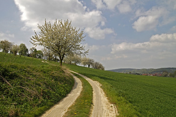 Fototapeta na wymiar Cherry Blossom, Hagen, Osnabrück kraju, Dolna Saksonia, Niemcy