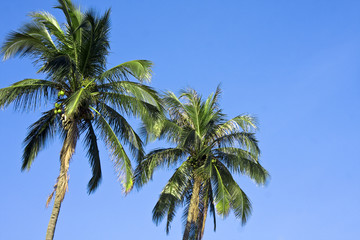 Obraz na płótnie Canvas coconut palm