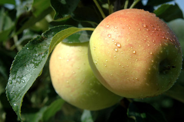 Growing organic apples