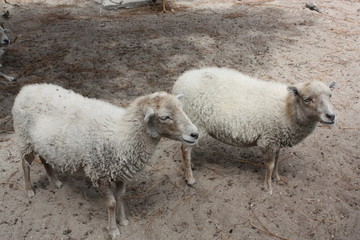 Fototapeta premium Deux moutons