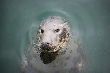 Phoque en plein mer © OlivierTetart