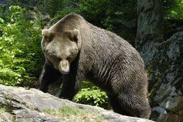 Fototapeta na wymiar Braunbär (Ursus arctos) im Narodowy Las Bawarski