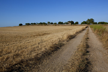 Fototapeta na wymiar Rural non-urban road throw the field at the side of image