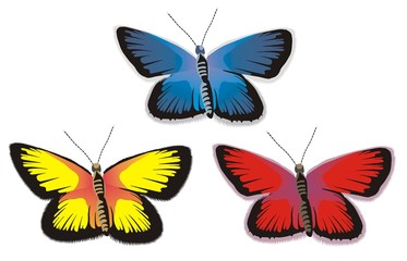 butterflies in color
