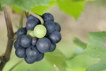 Raisin blanc dans une grappe de raisin noir