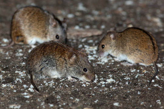 Bank Vole & Striped Field Mouse