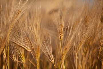 Weizenfelder im Sommer