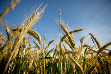 Weizenfelder im Sommer