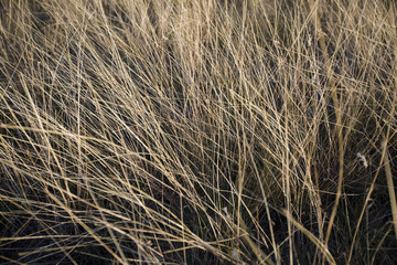 Dry Grass