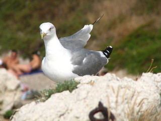 Goeland argenté (larus argentatus) posé sur une falaise