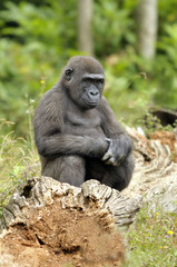 Obraz premium Jeune gorille