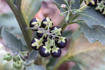 Tomatillos del diablo