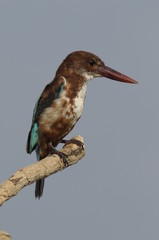 White throated kingfisher - Halcyon smyrnensis