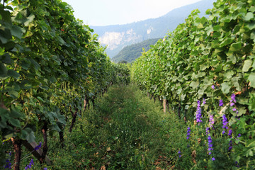 Weinberg in Italien