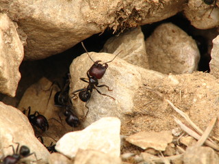 Fourmis soldat à l'entrée de la fourmilière