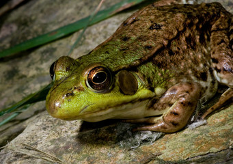 Green Frog