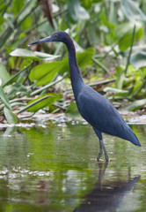 Little Blue Heron Foraging in a Florida Wetland