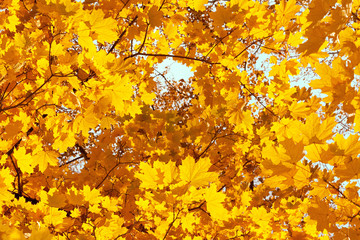 Autumn leaves background.