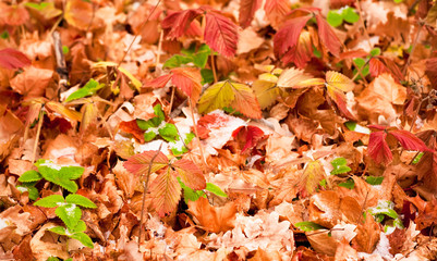 autumn coming, snow covers leaves