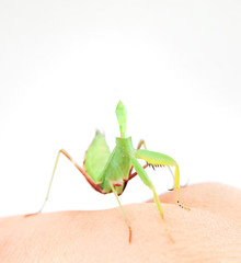 simple abstract animal on the hand