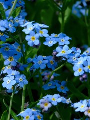 Forget-me-nots. Wild flowers.