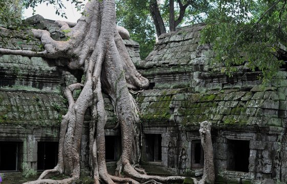 jungle temple ta prohm in cambodia