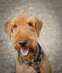 Happy, smiling dog