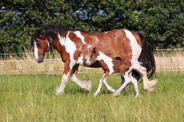 Gypsy horse foal