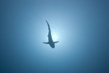 Shark silhouette