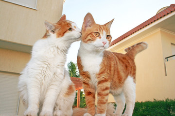 Cats family