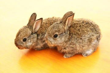 Young rabbits