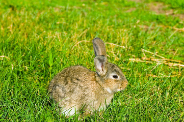 grey rabbit on green grass