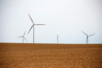 Windr&auml;der auf einem Kornfeld